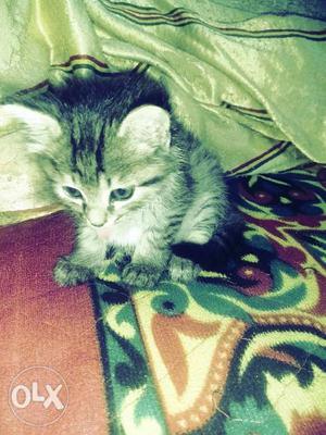 Nice looking persian cat kitti.