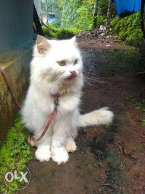Odd eye persian cat for sale 3 year old male