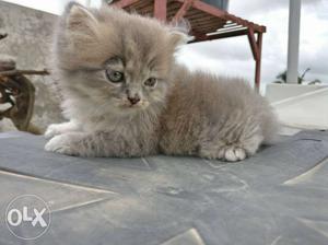 One bluish grey Persian kitten for sale