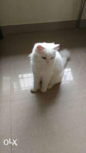 One year four month old Persian cat