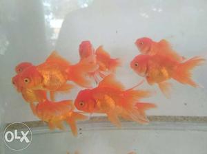 Oranda gold 100 rs only