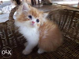 Orange And White Orange Kitten