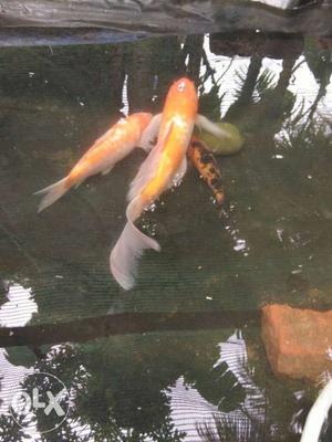 Orange Carp Fishes,1feet,0.5ft