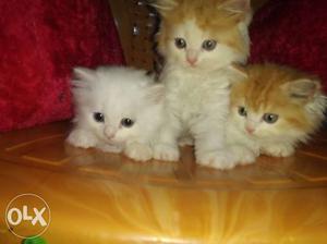 Orange pure Persian Kitten