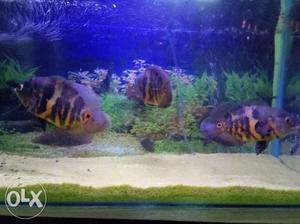 Oscar fish 800 per each 6 inches