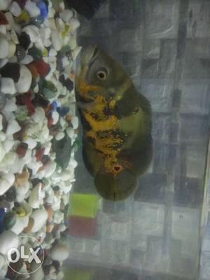 Oscar fish male female available for sell