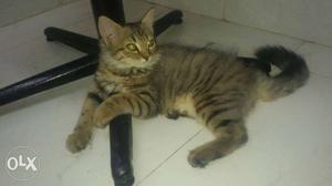 Paisan female cat very palyfull and Active,