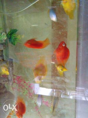 Parot red and yellow