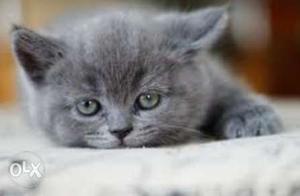 Pershion Cat kitten