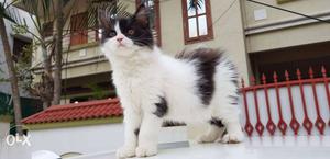 Persian Kitten High Quality Pure Breed Available