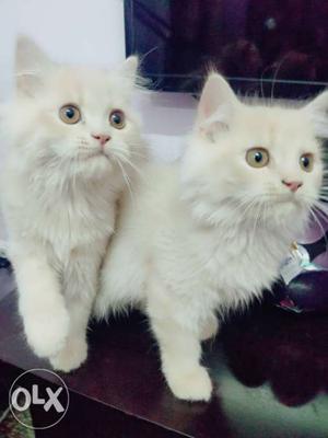 Persian Kitten cats for Sale with Long Furr hairs