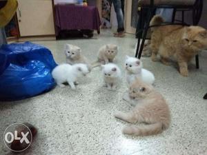 Persian Kitten (persian Cat) For Sale