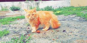 Persian cat 3 months female contact.