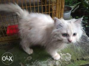 Persian cat. female and male available.