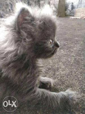 Persian cat male and female  for each