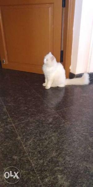 Persian cat pure white 6 months old female