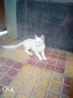 Persian cat pure white playfull and helty any