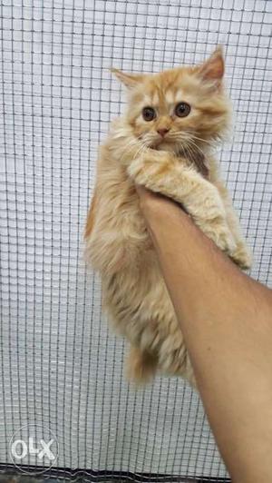 Persian cat two and half month old golden colour
