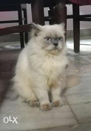 Persian himalayan cat
