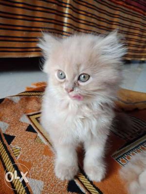 Persian kitten 2 months old male and female