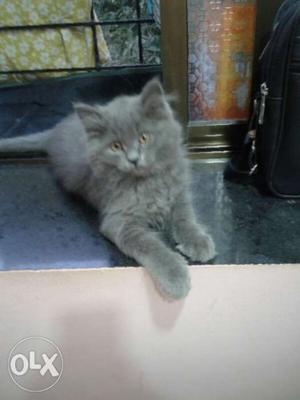 Persian kitten for sale age 6 month with shampoo,