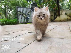 Persian kitten punch grey