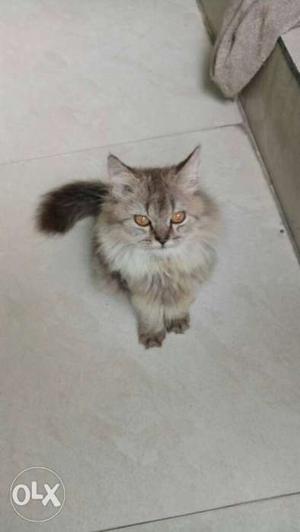 Persian kittens available all colours pure breed