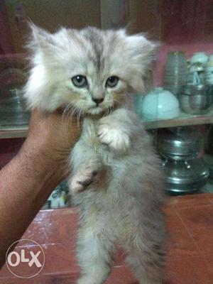 Persian kittens forsale