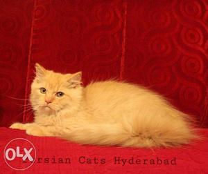 Persian male doll face 5months old urgent sale