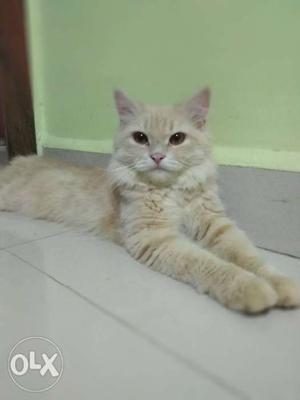 Persian male furry n active