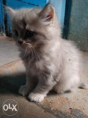 Persion kitten