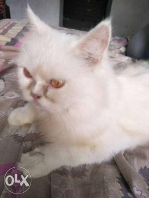 Pertian cat semi punch female 18 months white