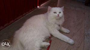 Purcian cat male punch face 22 month old white color &