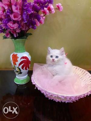 Pure persian kittens white colour available