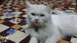 Pure white doll face female Persian cat