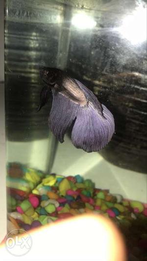Purple And Black Betta Fish