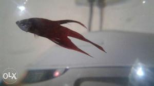 Red And Gray Aquarium Fish