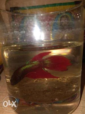 Red And Green Betta Fish