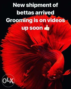 Red Betta Fish With Text Overlay