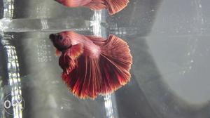 Red betta fish fullmone