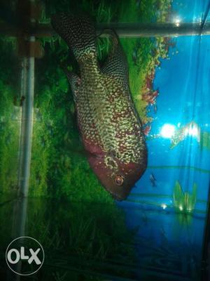 Red dragon flowerhorn female 6inch