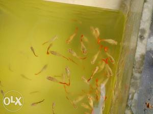 Red tailed guppies. Big max size breeding pc -