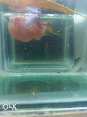 Rose betta fish available (for vedio follow my