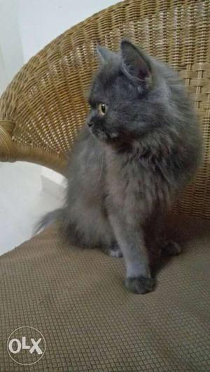 Russian blue doll faced Persian cat for sale (Female, 1 year