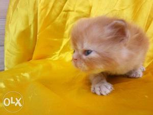 Sami punch face golden Persian kitten for sale