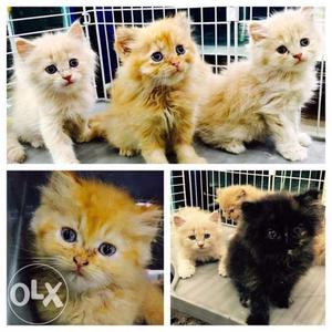 Sami punch face white Persian kitten for sale