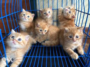 Several Orange Tabby Kittens