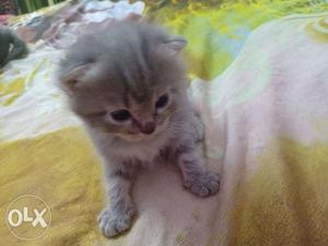 Short-fur Gray Tabby Cat