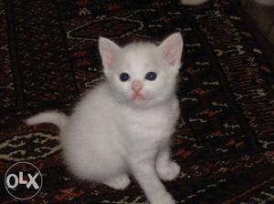 Short-haired White Kitten