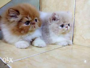 So cute Persian kitten for sale cash on delivery